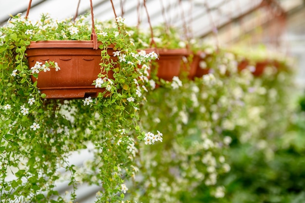 Plante verte en fleurs dans un pot suspendu dans une serre