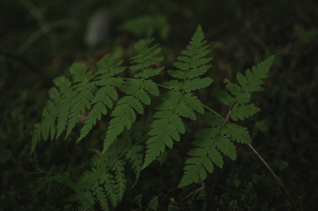 Plante verte en forêt en gros plan et mise au point sélective