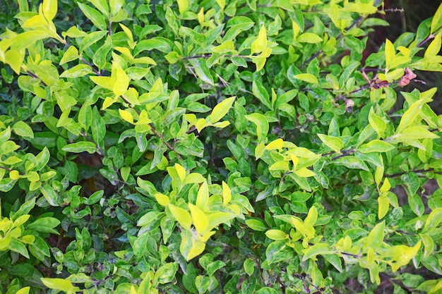 Plante verte fraîche dans la pelouse