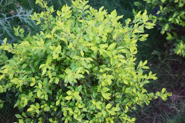 Plante verte fraîche dans la pelouse