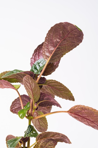 Plante verte Hemigraphis sur fond blanc libre concept de plante d'accueil