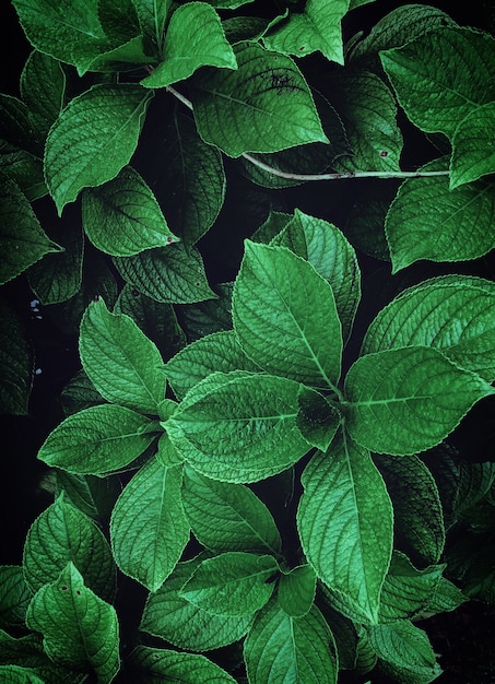 la plante verte laisse dans la montagne dans la nature