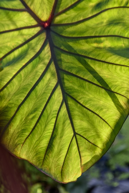 La plante verte laisse fond