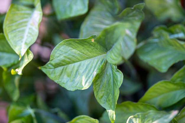 Plante verte laisse gros plan