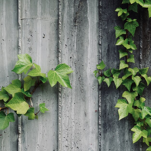plante verte laisse sur le mur