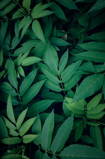 plante verte laisse texturé dans la nature, fond vert