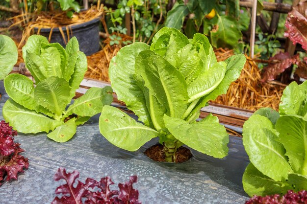 Plante verte de laitue romaine ou cos dans un jardin biologique