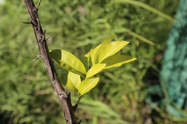 Une plante verte luxuriante au soleil