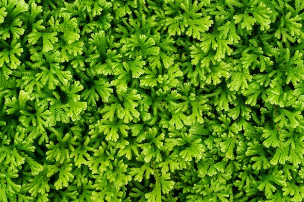 Photo plante verte mousse arbre mur texture de fond