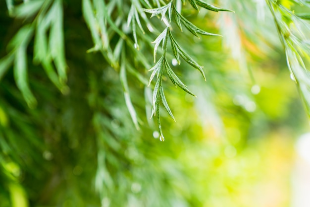 Plante verte naturelle avec des gouttelettes de pluie le matin pour le printemps fond, printemps