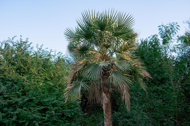 Plante verte et palmier