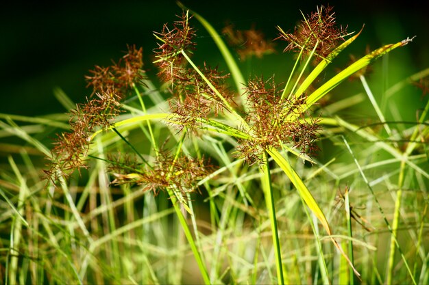 Plante verte papyrus avec lumière naturelle dans la forêt tropicale