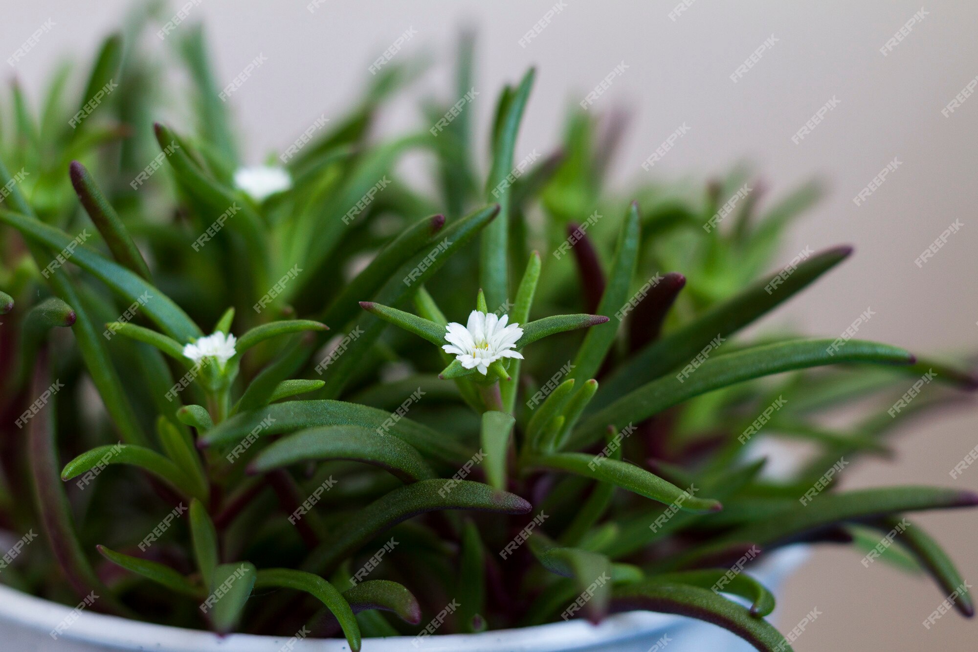 Plante Verte Avec De Petites Fleurs Blanches Dans Un Pot Se Bouchent. |  Photo Premium