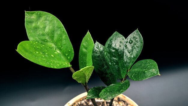 Plante verte en pot après la pluie