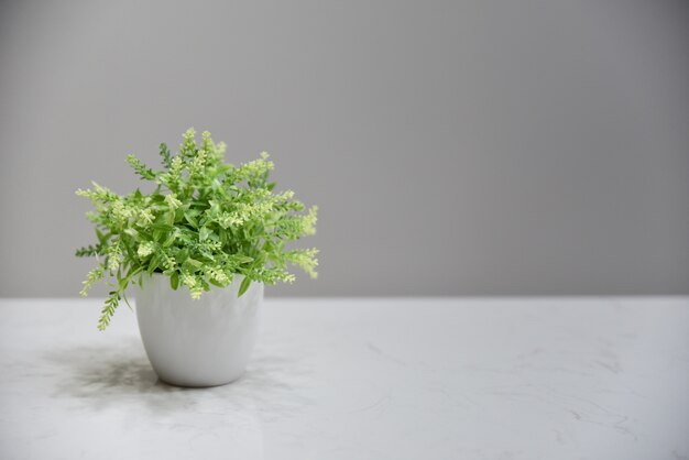 Plante verte en pot en céramique blanche et fond noir gris