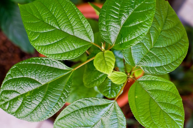 Plante verte en pot, serre, jardin d’hiver.