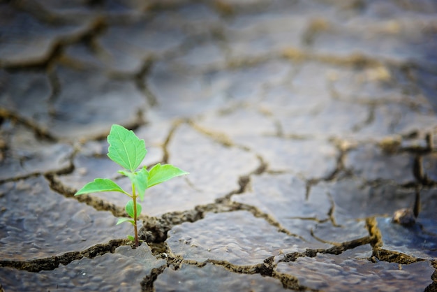 Plante verte poussant dans un sol mort.