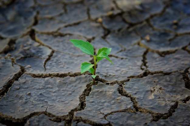 Plante verte poussant dans un sol mort.