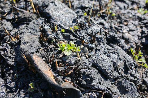 Plante verte poussant à travers un sol sec et brûlé Catastrophe écologique Pollution de l'environnement Survie de la nature