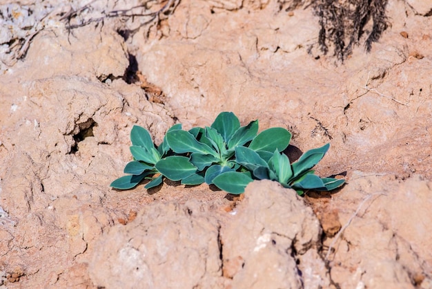 La plante verte pousse sur de l'argile séchée