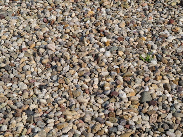 Une plante verte pousse parmi de petites pierres