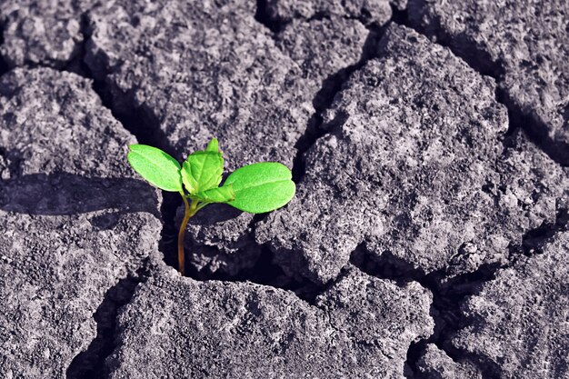 plante verte pousse à travers un sol sec et craquelé