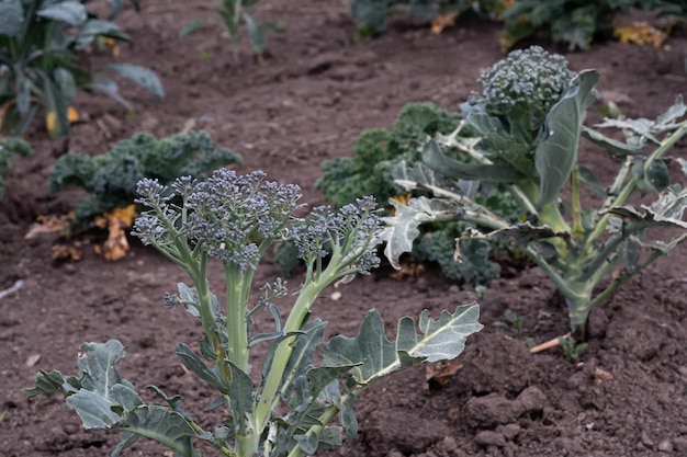 Plante verte saine de brocoli organique poussant dans un potager