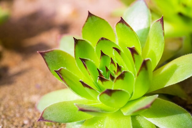 Plante verte sempervivum closeup longévité herbe ou joubarbe