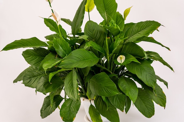 Plante verte spatifillum sans fleurs dans un pot blanc isolé