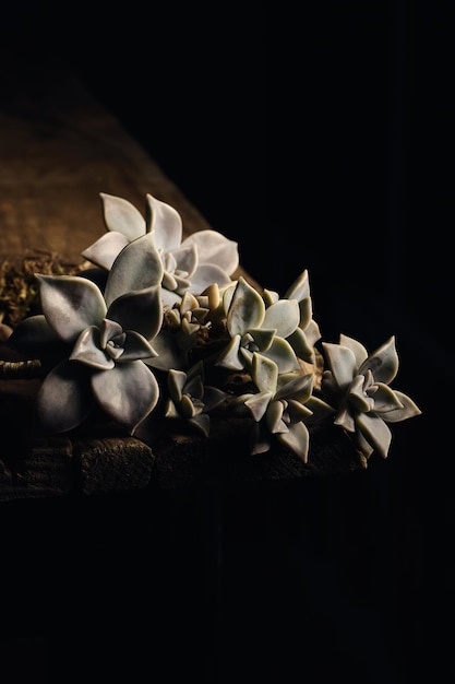 Une plante verte sur une table en bois fond sombre image verticale