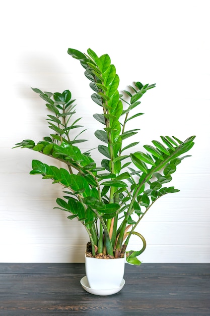 Photo plante verte zamioculcas zamiifolia avec pot blanc sur table en bois plante d'intérieur, concept de décoration