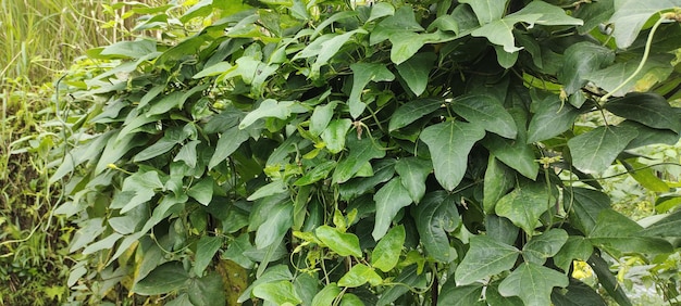 Photo la plante vigna unguiculata pousse abondamment dans les champs des agriculteurs. ses graines contiennent beaucoup de protéines.