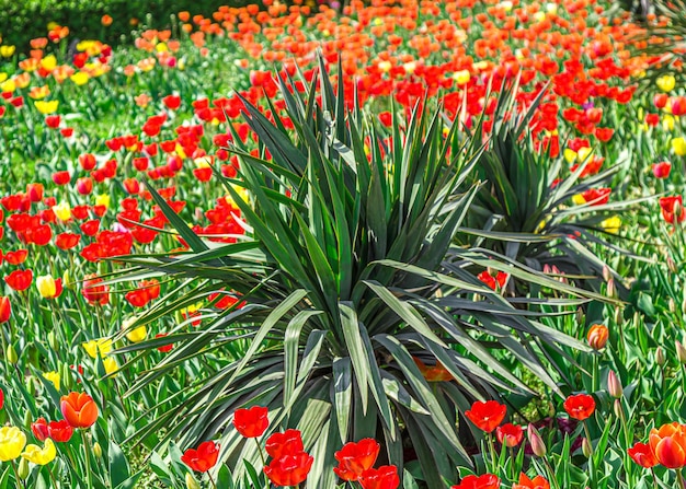 Plante de yucca verte dans le parterre de fleurs Beau parterre de plantes dans le parc Tsvetnik de la station balnéaire de PyatigorskCaucasus