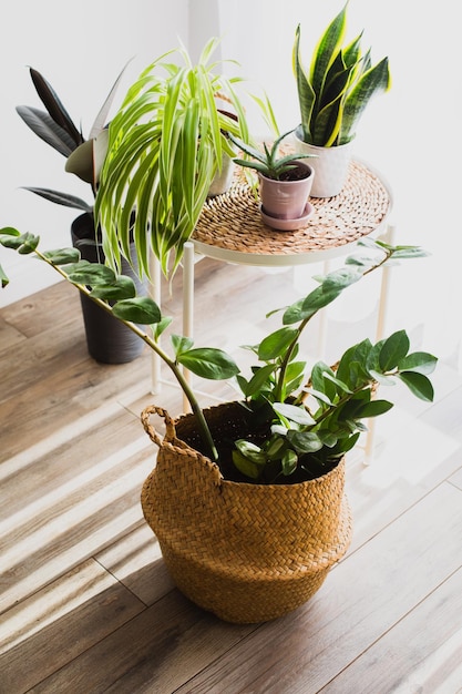 Plante Zamioculcas dans le pot panier en osier Design naturel scandinave confortable