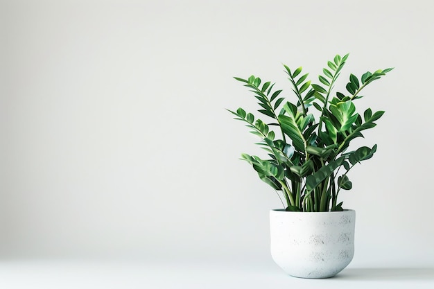 Plante de zèbres sur un fond blanc