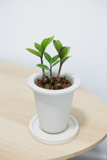 Plante ZZ en pot en céramique blanche sur table en bois