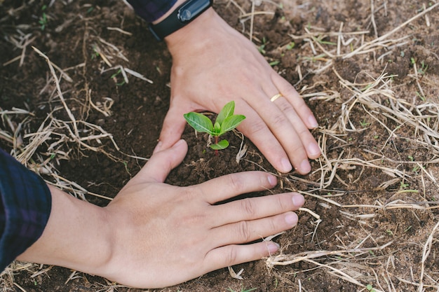 Planter un arbre. Gros plan, jeune, homme, mains, planter, arbre, conservation, nature, concept