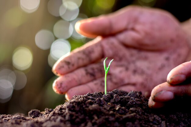 Planter un arbre.