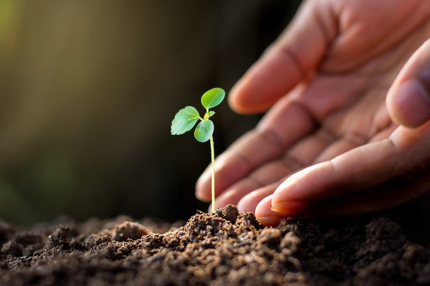 Planter un arbre.