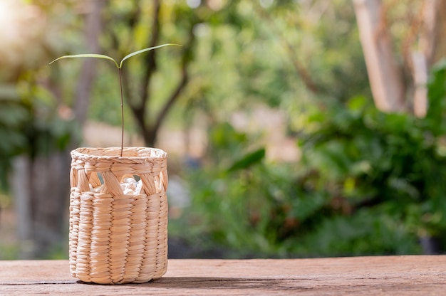 Planter des arbres dans des pots. Concept de plantes d'amour. J'adore l'environnement.