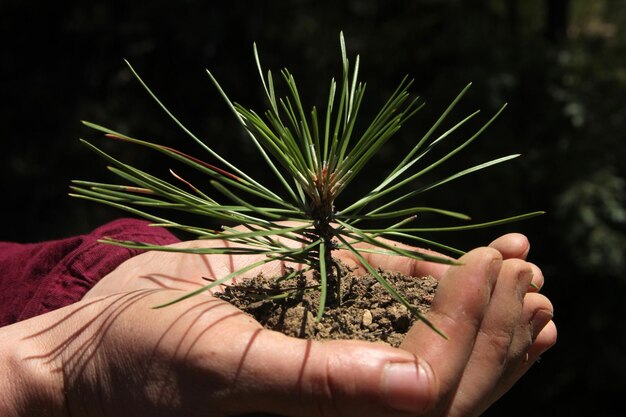 Planter des arbres à main nue