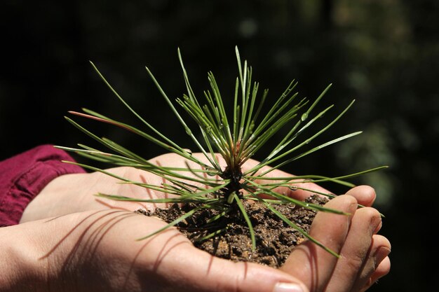 Planter des arbres à main nue