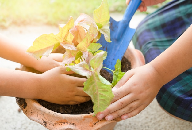 Planter des arbres