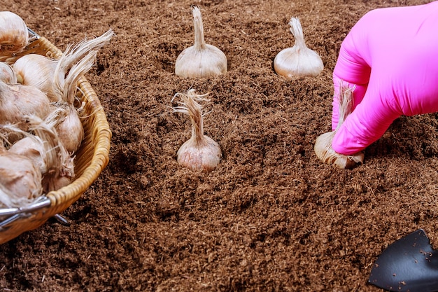 Planter des bulbes de crocus dans le sol. Agriculteur en gants de plantation de safran. Outils de jardin.