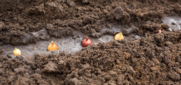 Planter les bulbes dans le sol du jardin. Printemps, plantes de jardin, travail sur un terrain, aménagement paysager, jardinage, culture de fleurs, cultures fruitières. Copier l'espace