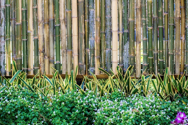 Planter à la clôture de bambou.