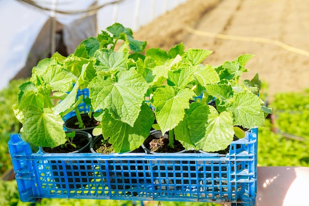 Planter des concombres en serre. Un agriculteur tient une boîte avec une jeune plante de décapage en bonne santé.