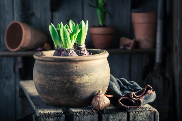 Planter un crocus vert dans un vieil atelier en bois