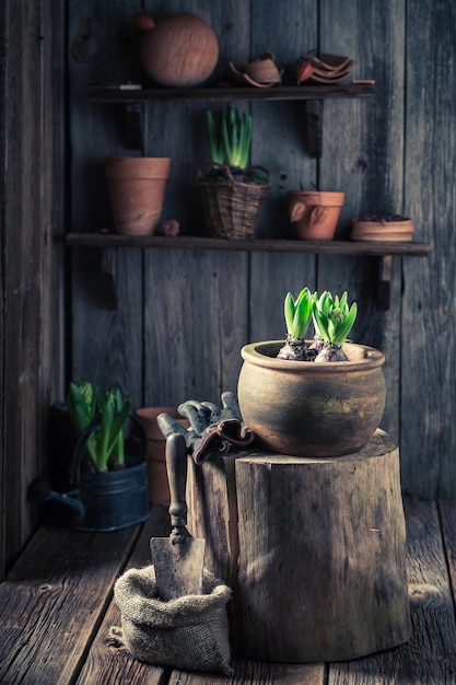 Planter un crocus vert sur un sol sombre dans un chalet en bois