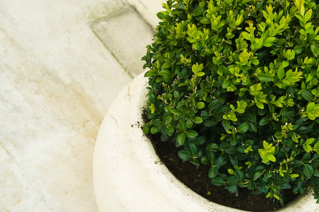 Planter dans un grand pot en céramique se bouchent